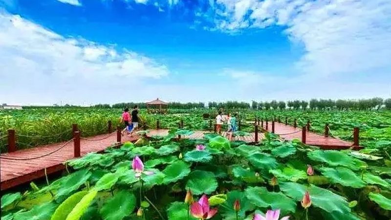 成都海吉星农产品批发市场：农产品流通的枢纽与未来趋势
