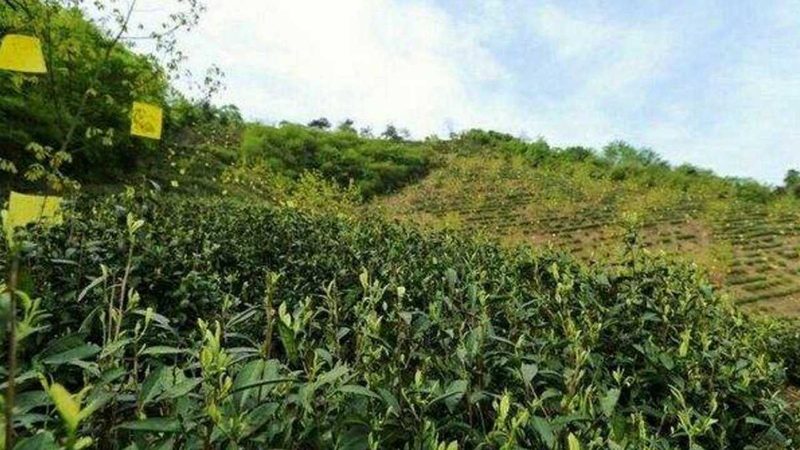 绿色食品标志与普通食品标签：如何辨别优质农产品