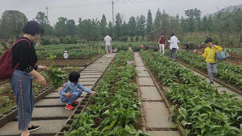 农资批发报价单：如何科学分类查询，确保采购精准高效**