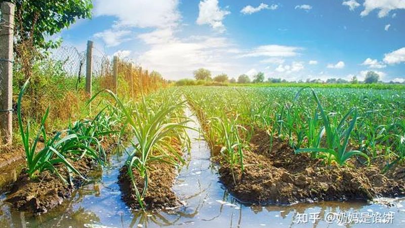 农业产业园基础设施对比分析：如何打造高效生态种植环境